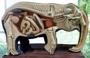 Photo qui montre la colonne vertébrale d’un éléphant.